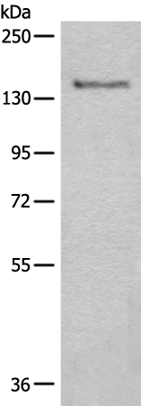 Rabbit Polyclonal Antibody to CTR9