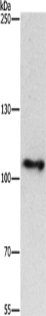 Rabbit Polyclonal Antibody to CUL4B