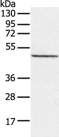 Rabbit Polyclonal Antibody to DIPK2B