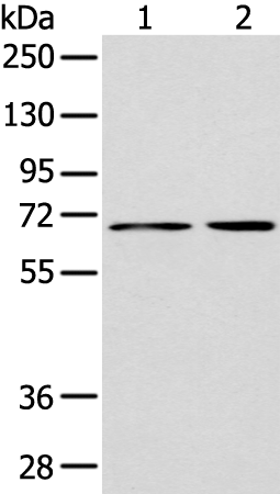 Rabbit Polyclonal Antibody to DTX1