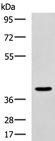 Rabbit Polyclonal Antibody to DNASE2