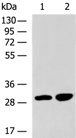 Rabbit Polyclonal Antibody to DUSP2