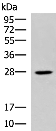Rabbit Polyclonal Antibody to ELOVL6