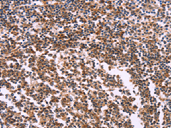 Rabbit Polyclonal Antibody to MSMO1