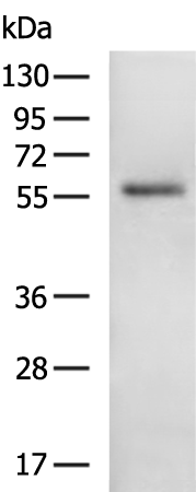 Rabbit Polyclonal Antibody to CFLAR