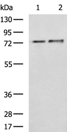 Rabbit Polyclonal Antibody to FXR1