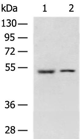 Rabbit Polyclonal Antibody to GCGR