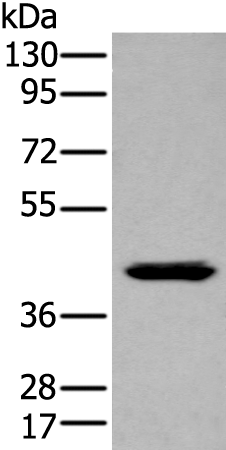 Rabbit Polyclonal Antibody to GPR78