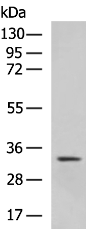 Rabbit Polyclonal Antibody to HES1