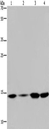 Rabbit Polyclonal Antibody to H2AC4