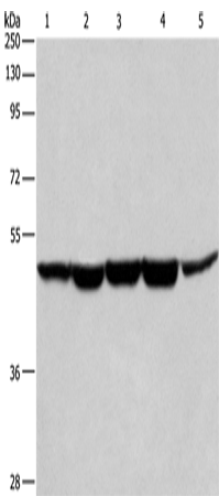 Rabbit Polyclonal Antibody to HNRNPF
