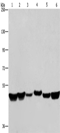 Rabbit Polyclonal Antibody to HNRNPH1