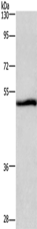 Rabbit Polyclonal Antibody to NRG1