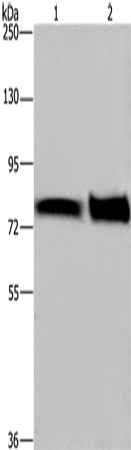 Rabbit Polyclonal Antibody to NRG1