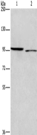 Rabbit Polyclonal Antibody to ICAM5