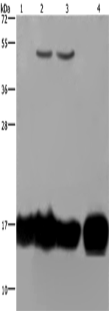 Rabbit Polyclonal Antibody to IL17C