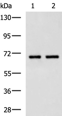 Rabbit Polyclonal Antibody to ITGB7