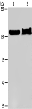 Rabbit Polyclonal Antibody to KDM4A