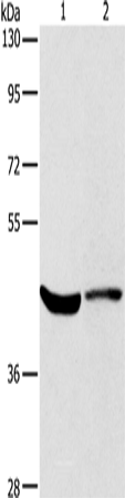 Rabbit Polyclonal Antibody to KCNA7