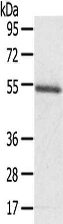 Rabbit Polyclonal Antibody to KCNG3