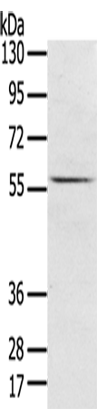 Rabbit Polyclonal Antibody to UBP1