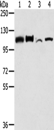 Rabbit Polyclonal Antibody to LONP1