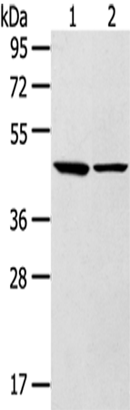 Rabbit Polyclonal Antibody to LTB4R2