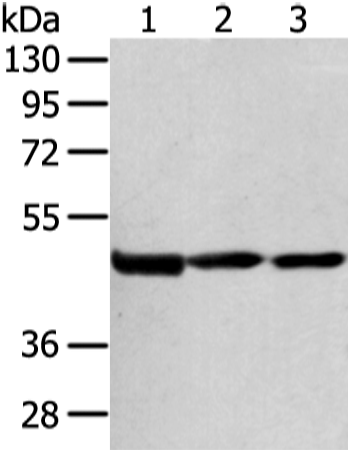 Rabbit Polyclonal Antibody to GPAT3