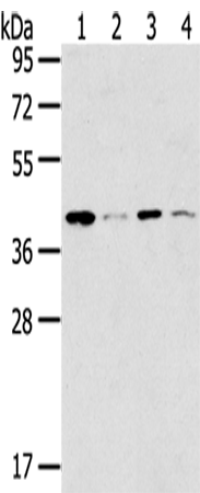 Rabbit Polyclonal Antibody to MAGEA11