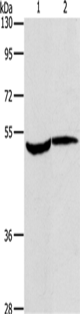 Rabbit Polyclonal Antibody to MAPKAPK2
