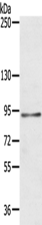 Rabbit Polyclonal Antibody to MARK1