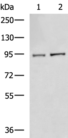 Rabbit Polyclonal Antibody to MAP3K11