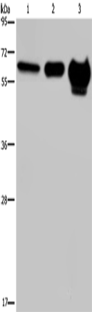 Rabbit Polyclonal Antibody to MMP20