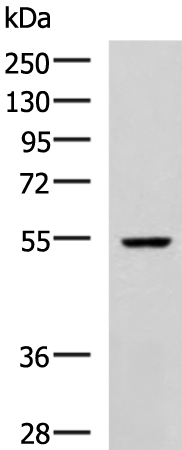 Rabbit Polyclonal Antibody to MMP23B