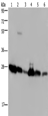 Rabbit Polyclonal Antibody to MOB1A