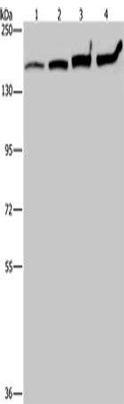 Rabbit Polyclonal Antibody to MYBBP1A