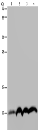 Rabbit Polyclonal Antibody to NDUFA4