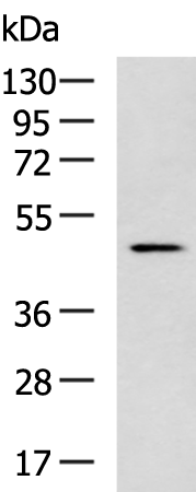 Rabbit Polyclonal Antibody to MYCN