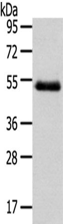 Rabbit Polyclonal Antibody to NR2F2