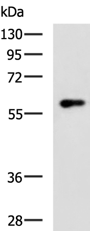 Rabbit Polyclonal Antibody to SLC22A12