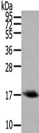 Rabbit Polyclonal Antibody to HCRT