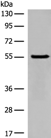 Rabbit Polyclonal Antibody to PARP3