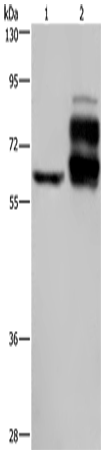 Rabbit Polyclonal Antibody to PCSK9