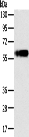 Rabbit Polyclonal Antibody to PLIN1