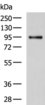 Rabbit Polyclonal Antibody to PPARGC1A