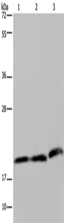 Rabbit Polyclonal Antibody to PGLYRP1