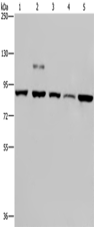 Rabbit Polyclonal Antibody to PNPT1