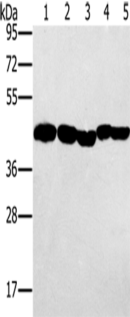 Rabbit Polyclonal Antibody to PON1