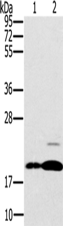 Rabbit Polyclonal Antibody to PTP4A2