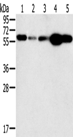 Rabbit Polyclonal Antibody to PTGER2